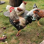 شاليه Unique Farm In The Steep Mountains Of *