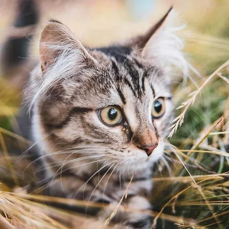 Chalet Unique Farm In The Steep Mountains Of Rjukan