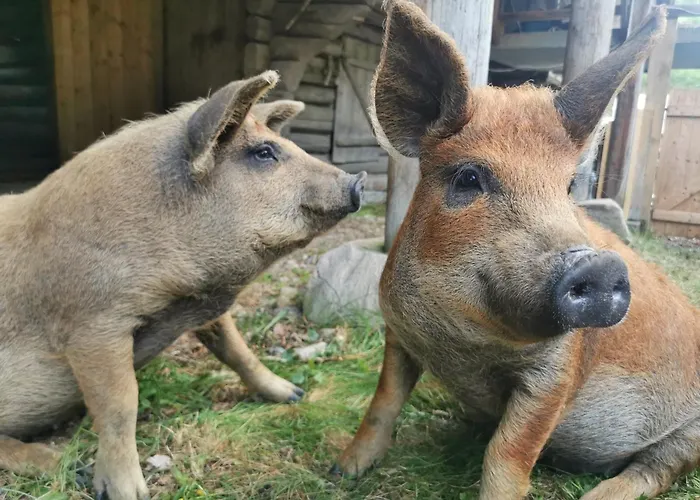 Unique Farm In The Steep Mountains Of Alpehytte Rjukan